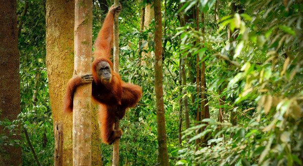 Orangután