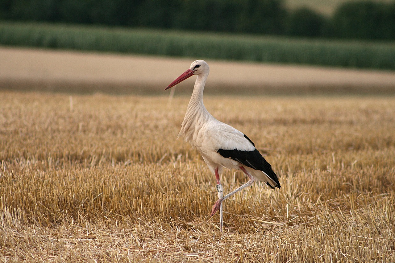 Ejemplar de cigüeña