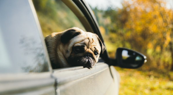 Perrito asomando su cabeza por un coche