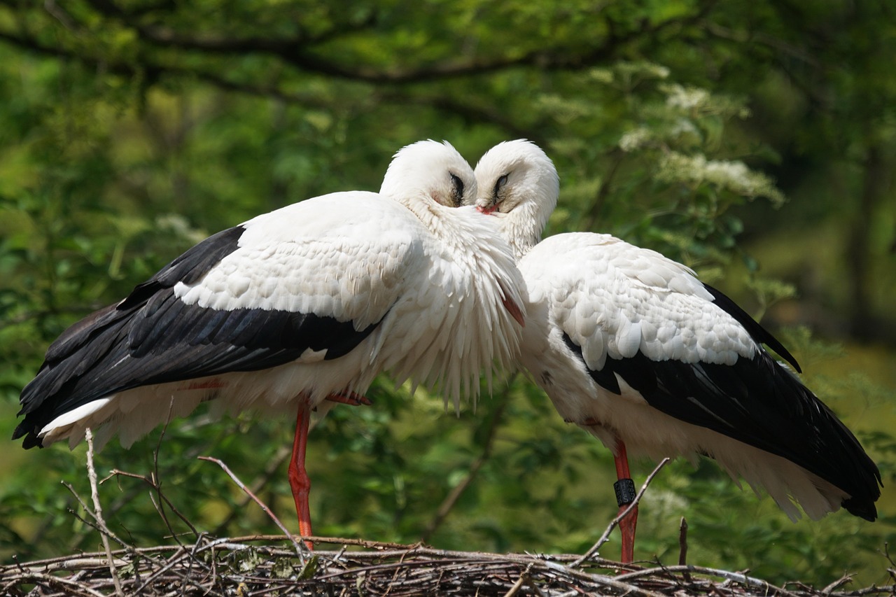Pareja de cigüeñas