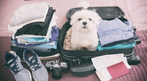 Preparativos para viajar con una mascota